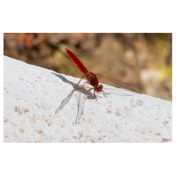 PHOTO84, CLUB, 84 , LUBERON